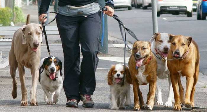 pasear-perros-y-salud-fisica