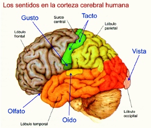 cerebro