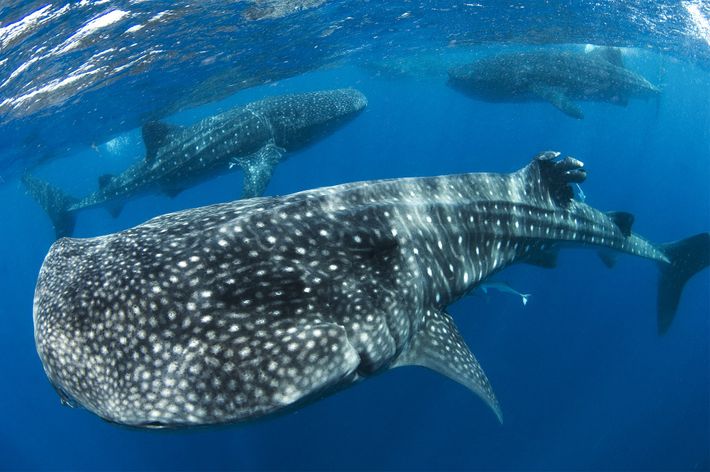 whale-shark-swarm-01