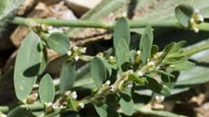 Polygonum