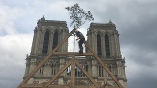 Uno de los carpinteros, subido al entramado de madera de la reconstrucción de Notre Dame