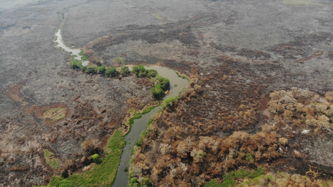 Devastación en el Pantanal