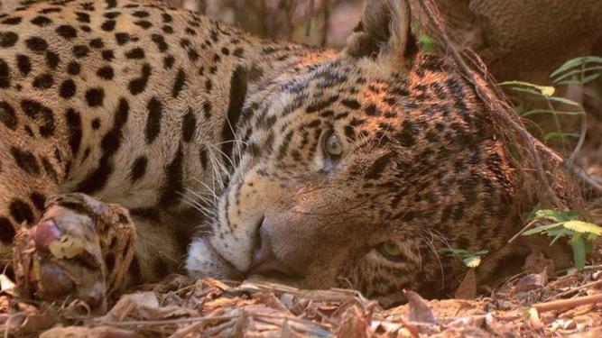 Foto del Pantanal, asolado por el fuego, que se ha viralizado en redes sociales