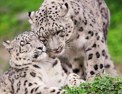 400px-Leopardos_de_las_nieves