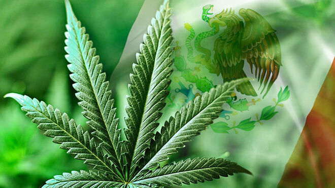Cannabis