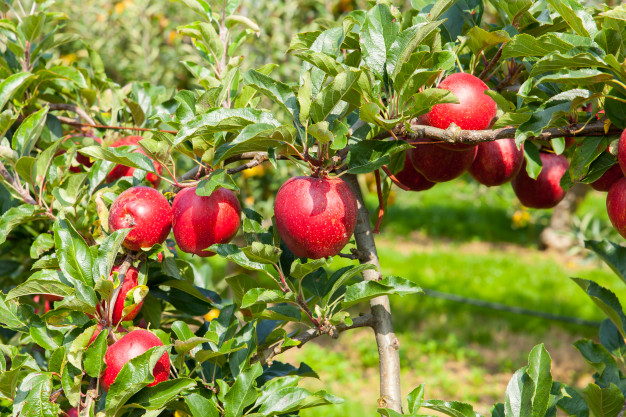 manzanos-cargados-manzanas-huerto-verano_105413-1483