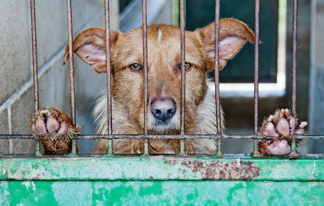 12-10_dia-de-los-derechos-de-los-animales_enjaulado_m