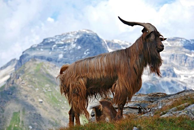 Montañas biodiversidad