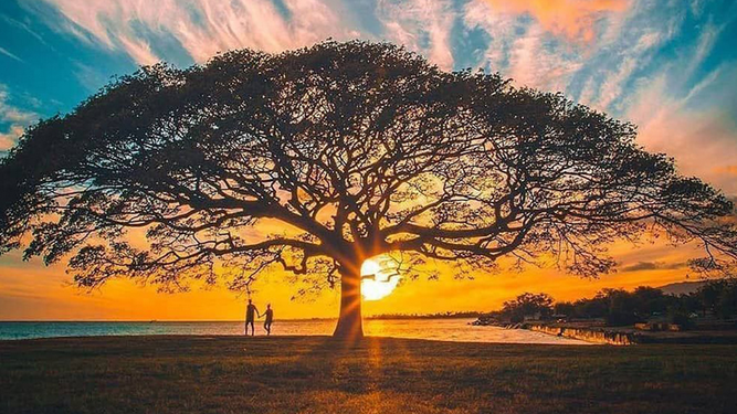 Arbol gigante