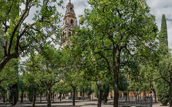 Patio de los naranjos y catedral de Córdoba