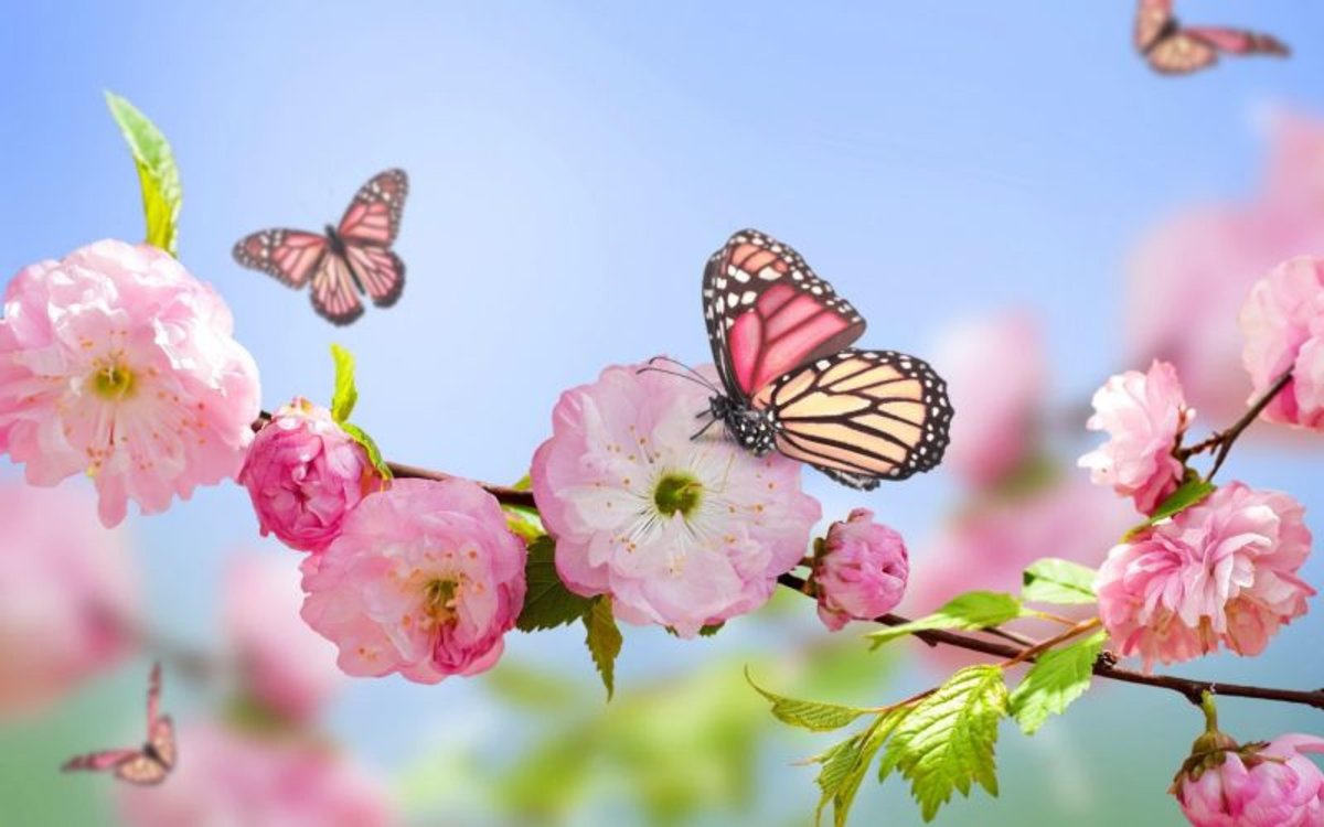 primavera-mariposas-1568931884676