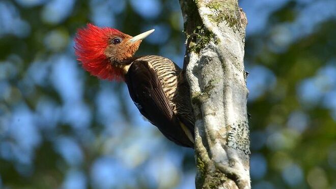 Pájaro carpintero