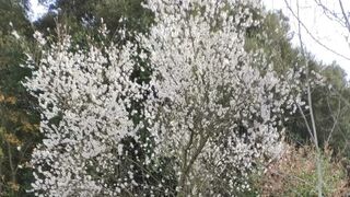 El almendro de Faus