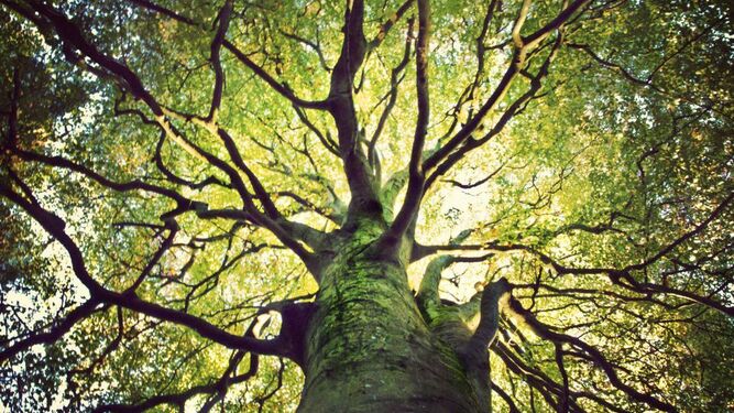 Árbol