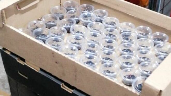 Las 'cenizas para llevar' de la Iglesia irlandesa