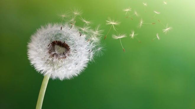 La respuesta está en el viento