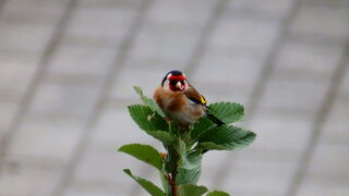 "La libertad de educación es el mejor aval para una educación en libertad"