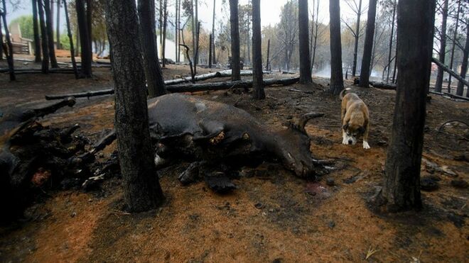 Incendios de Patagonia