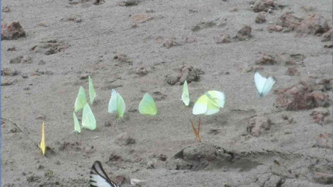 40 días navegando con Laudato Si en la Querida Amazonía