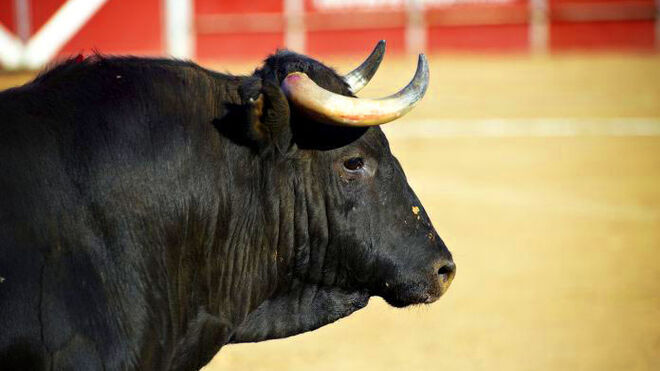 Toro