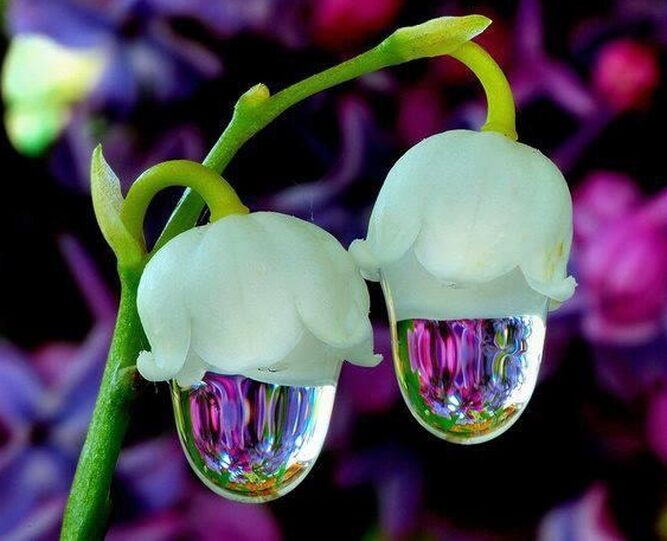 Flores