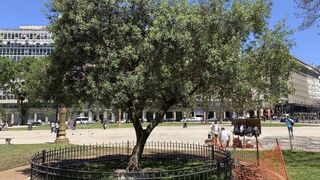 El olivo de Bergoglio