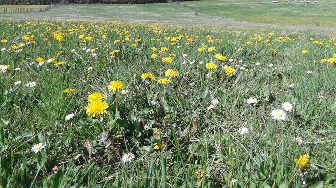 Camino de Luz, primera etapa