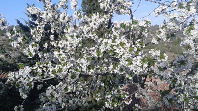 Camino de Luz, tercera etapa