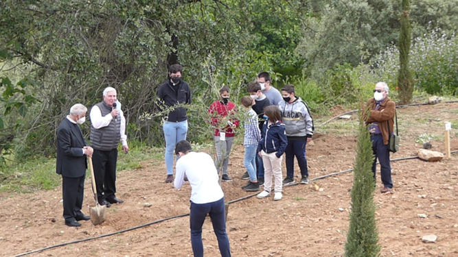 Plantando olivos