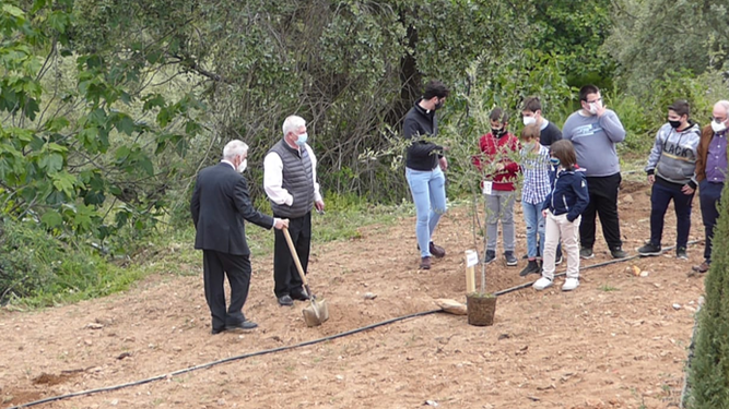 Plantando olivos