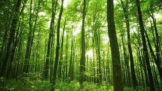 4 de junio, Día Mundial del Medio Ambiente 2021