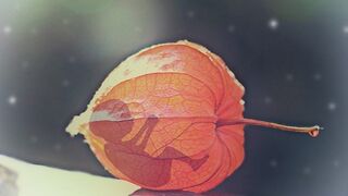 Las vacunas contra la covid-19 no usan células de fetos abortados.