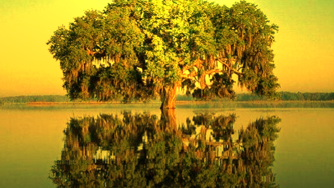 Árbol de mostaza