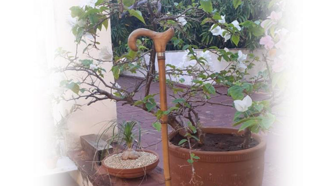 "Parábola de mi bastón de caña de bambú"