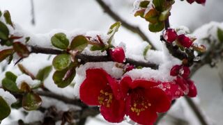 ¿El Papa de la primavera?