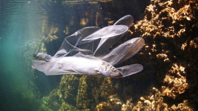 Plásticos en el mar