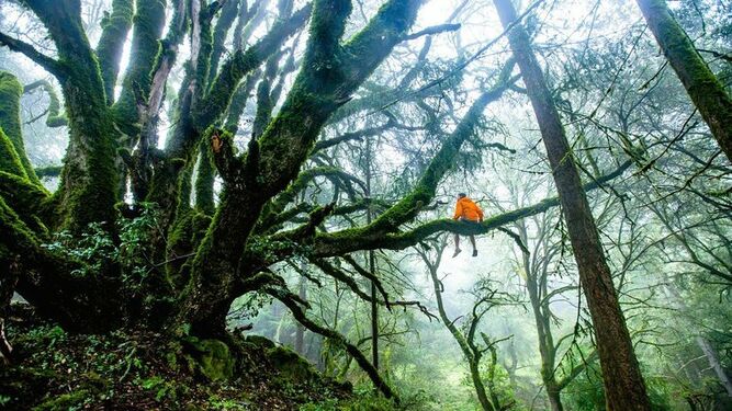 Bienaventuranzas de la Naturaleza