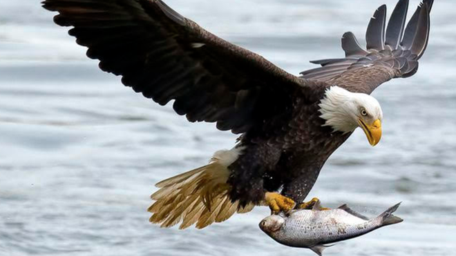 Águila