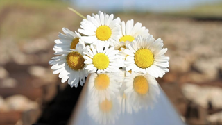 Suicidios en España