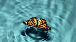 El 'efecto mariposa'