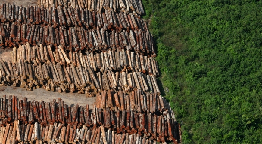 Deforestación ilegal en la Amazonía