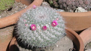 Milagros y exorcismos de Jesús en tela de juicio