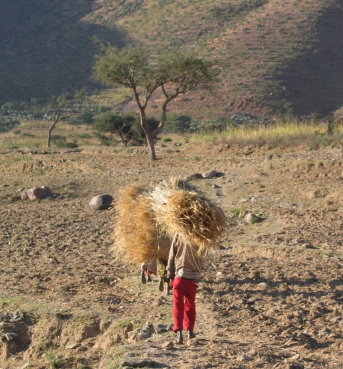 Tigray