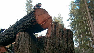 Corte de la selva tropical costera en el bosque de Coquille, Oregón.