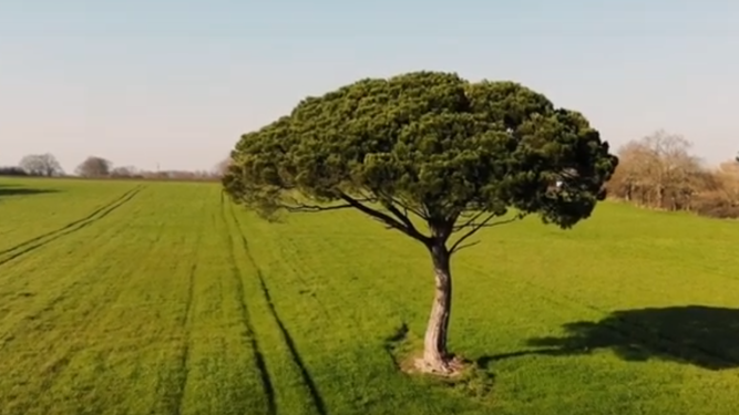 Campo de cultivoi