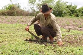 Campesino paraguayo