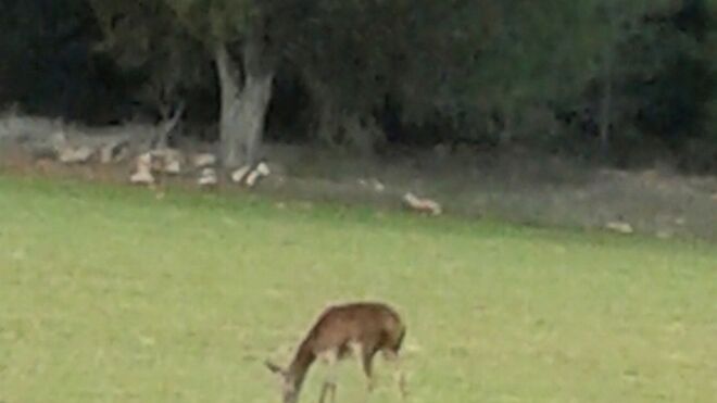 IV Martes de Adviento