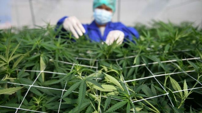 Cultivo de Cannabis