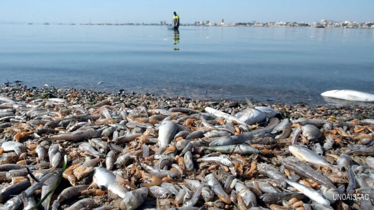 peces-muertos-mar-menor-Ecologistas-en-Acción-740x416