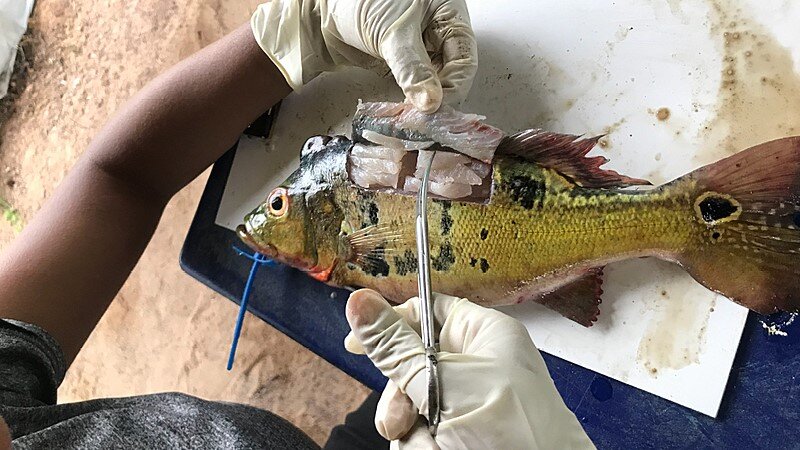 Examinando pescado contaminado